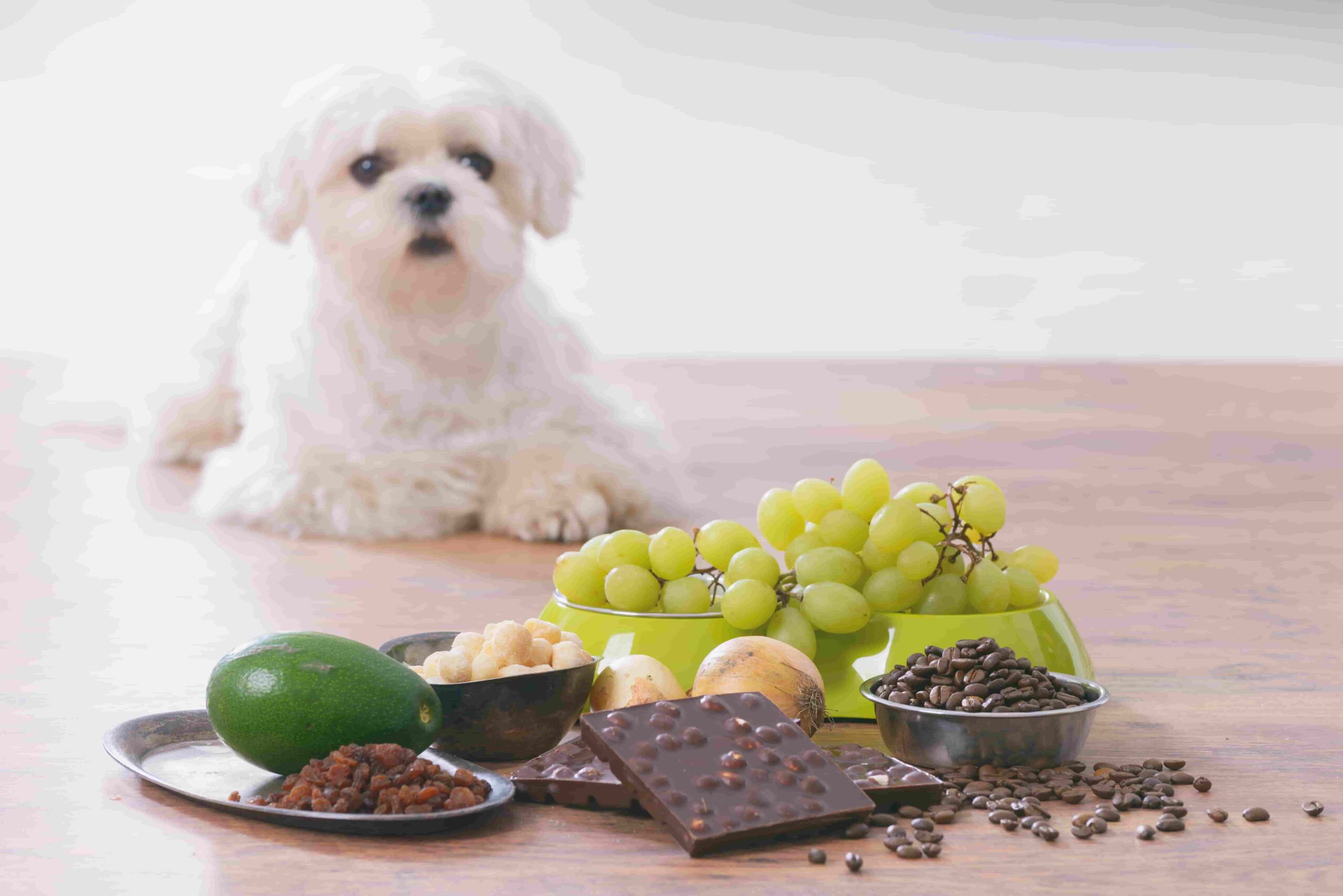 Les dangers des aliments toxiques pour les chiens